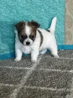 Charlotte, a female Chihuahua for sale in Mayslick, KY – Photo 8 of 9