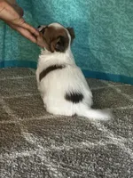 Charlotte, a female Chihuahua for sale in Mayslick, KY – Photo 7 of 9