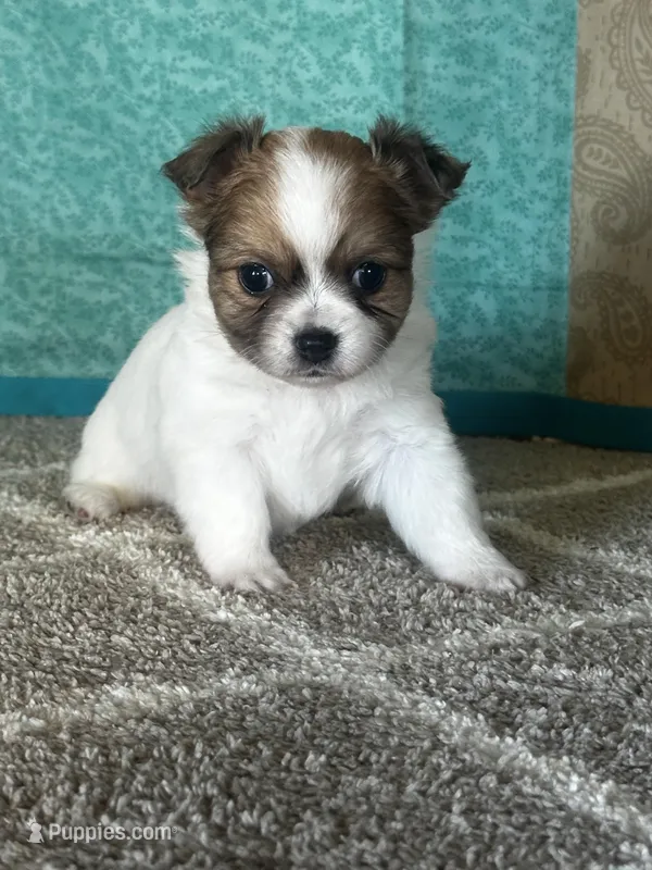 Charlotte – Chihuahua puppy for sale in Mayslick, KY