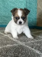 Charlotte, a female Chihuahua for sale in Mayslick, KY – Photo 1 of 9