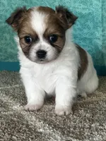 Charlotte, a female Chihuahua for sale in Mayslick, KY – Photo 4 of 9