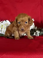Dana, a female Miniature Dachshund for sale in Mayslick, KY – 7 of 10