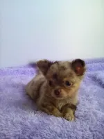 CKC Layla, a female Chihuahua for sale in Mayslick, KY – 9 of 10