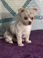AKC Callie, a female Chihuahua for sale in Mayslick, KY – 3 of 10