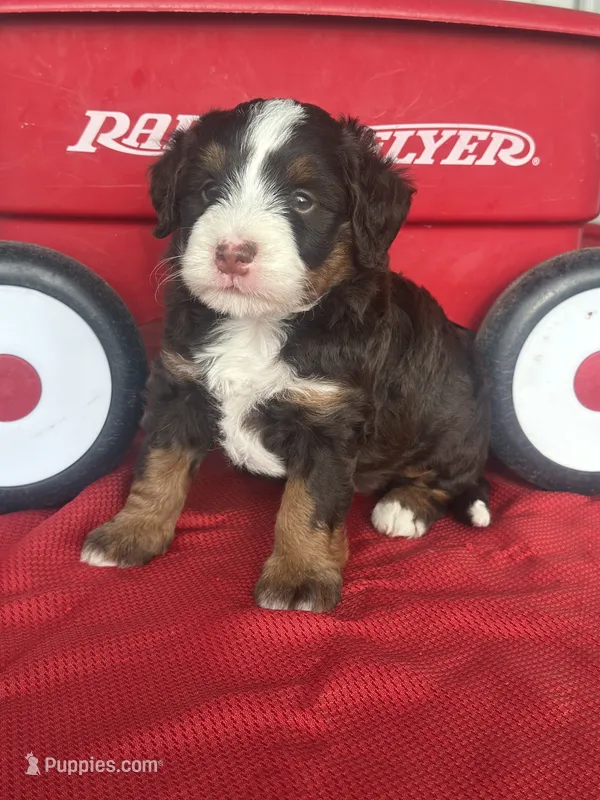 Bria – Miniature Bernedoodle puppy for sale in Mayslick, KY