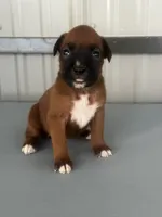 Bailey, a female Boxer for sale in Mayslick, KY – 3 of 6