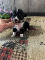 Pogo, a male Pembroke Welsh Corgi for sale in Mayslick, KY – 2 of 5