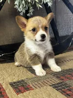 AKC Penelope, a female Pembroke Welsh Corgi for sale in Mayslick, KY – 2 of 10