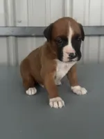 Bracey, a male Boxer for sale in Mayslick, KY – 7 of 7