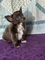 AKC Charlie, a male Chihuahua for sale in Mayslick, KY – 2 of 10