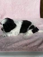 Shondra, a female Shih Tzu for sale in Mayslick, KY – 7 of 7