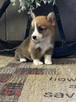 Precious, a female Pembroke Welsh Corgi for sale in Mayslick, KY – 4 of 10
