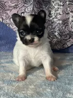 Chica, a female Chihuahua for sale in Mayslick, KY – 7 of 9