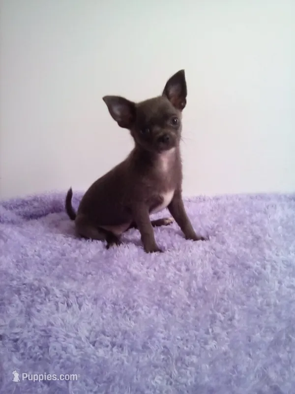 CKC Calypso – Chihuahua puppy for sale in Mayslick, KY