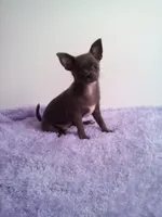CKC Calypso, a female Chihuahua for sale in Mayslick, KY – 1 of 10