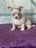 AKC Cain, a female Chihuahua for sale in Mayslick, KY – 8 of 9