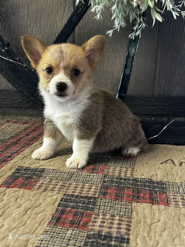 AKC Penelope – Pembroke Welsh Corgi puppy for sale in Mayslick, KY