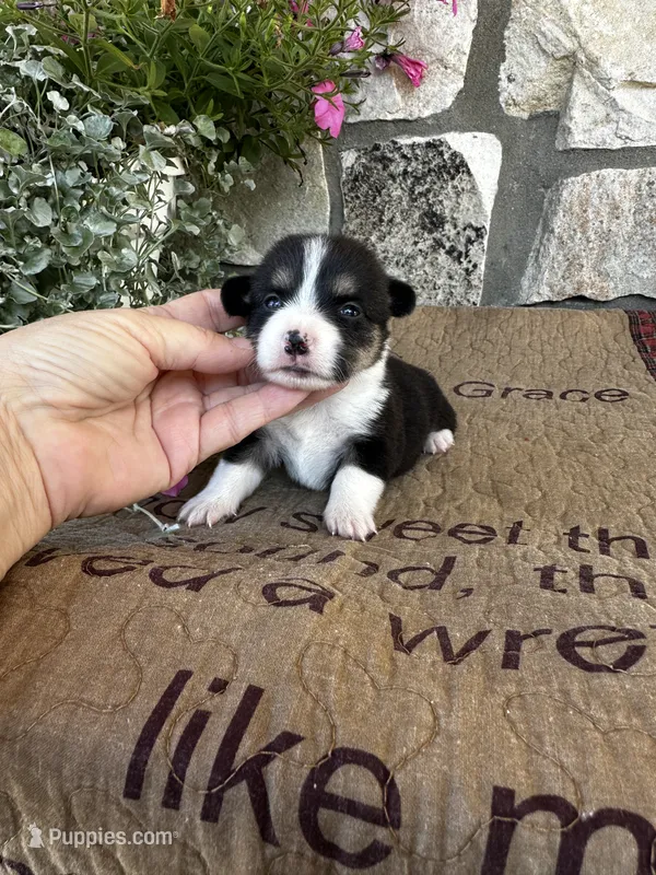 AKC Princess – Pembroke Welsh Corgi puppy for sale in Mayslick, KY