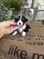 AKC Princess, a female Pembroke Welsh Corgi for sale in Mayslick, KY – 1 of 5