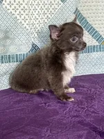 AKC Charlie, a male Chihuahua for sale in Mayslick, KY – 4 of 10