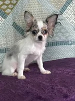 CKC Cloudy, a male Chihuahua for sale in Mayslick, KY – 4 of 10