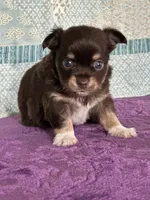 CKC Cleo, a male Chihuahua for sale in Mayslick, KY – 5 of 10
