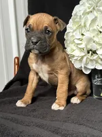 Brutus, a female Boxer for sale in Mayslick, KY – Photo 5 of 7
