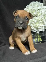 Brutus, a female Boxer for sale in Mayslick, KY – Photo 3 of 7