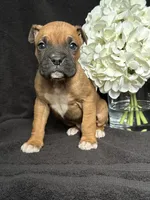 Brutus, a female Boxer for sale in Mayslick, KY – Photo 7 of 7
