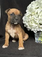 Brutus, a female Boxer for sale in Mayslick, KY – Photo 6 of 7