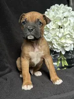 Brutus, a female Boxer for sale in Mayslick, KY – Photo 4 of 7