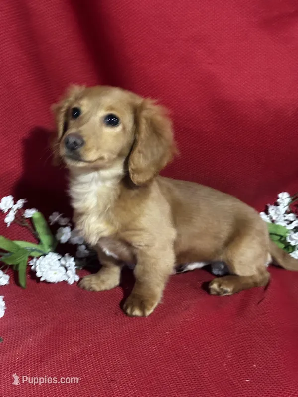 Dakota – Miniature Dachshund puppy for sale in Mayslick, KY