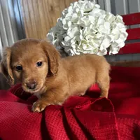 Dakota, a male Miniature Dachshund for sale in Mayslick, KY – Photo 8 of 8