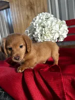 Dakota, a male Miniature Dachshund for sale in Mayslick, KY – Photo 2 of 10