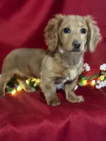 Dakota, a male Miniature Dachshund for sale in Mayslick, KY – Photo 4 of 8