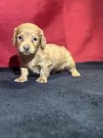 Dakota, a male Miniature Dachshund for sale in Mayslick, KY – Photo 5 of 10