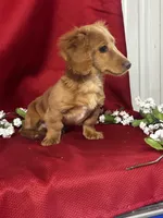 Dakota, a male Miniature Dachshund for sale in Mayslick, KY – Photo 3 of 8