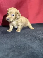 Dakota, a male Miniature Dachshund for sale in Mayslick, KY – Photo 7 of 10