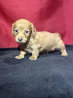 Dakota, a male Miniature Dachshund for sale in Mayslick, KY – Photo 6 of 10