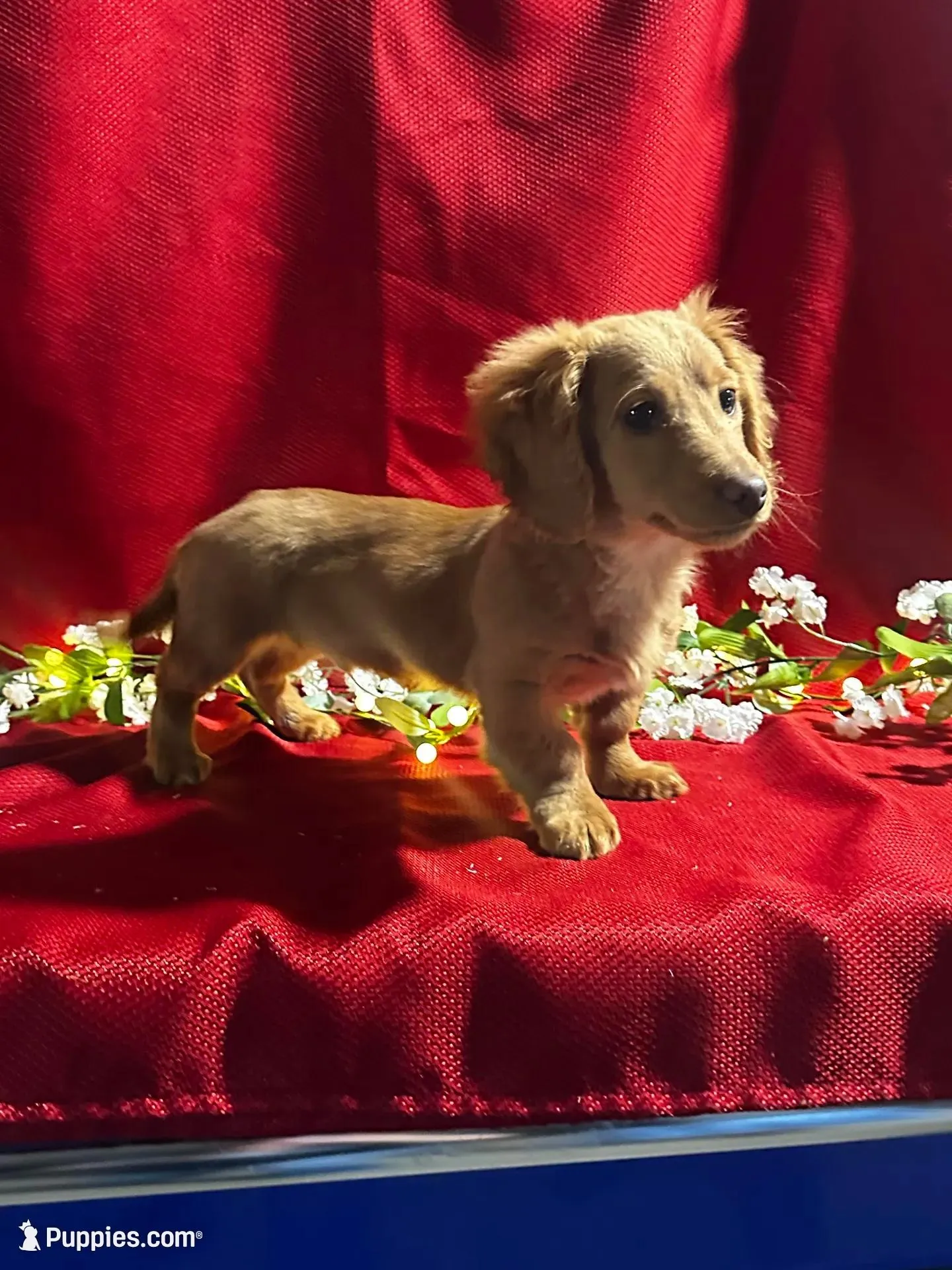 Dakota, a male Miniature Dachshund for sale in Mayslick, KY – Photo 2 of 8