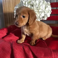 Dakota, a male Miniature Dachshund for sale in Mayslick, KY – Photo 6 of 8
