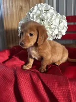 Dakota, a male Miniature Dachshund for sale in Mayslick, KY – Photo 4 of 10