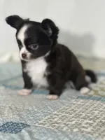 AKC Chenille, a female Chihuahua for sale in Mayslick, KY – 3 of 10