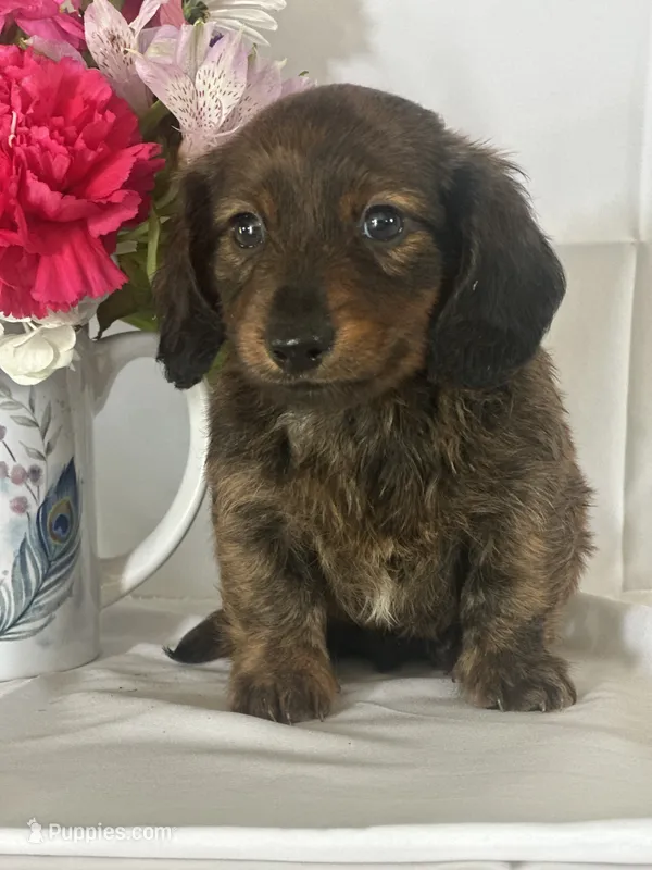 Dasher (long-haired) – Miniature Dachshund puppy for sale in Mayslick, KY