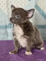 AKC Charlie, a male Chihuahua for sale in Mayslick, KY – 9 of 10
