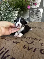 AKC Princess, a female Pembroke Welsh Corgi for sale in Mayslick, KY – 3 of 5