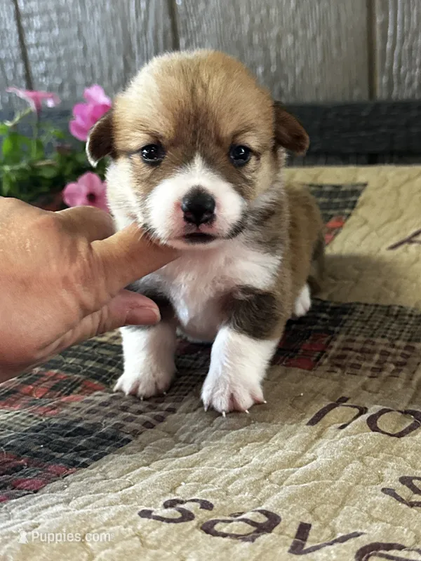 Prissy – Pembroke Welsh Corgi puppy for sale in Mayslick, KY