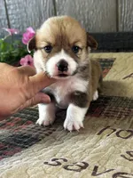 Prissy, a female Pembroke Welsh Corgi for sale in Mayslick, KY – 1 of 6
