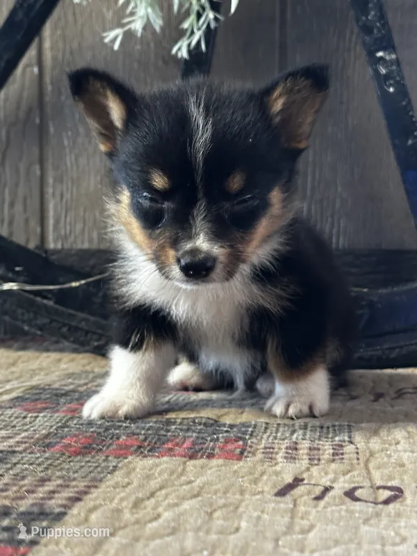 Pogo – Pembroke Welsh Corgi puppy for sale in Mayslick, KY