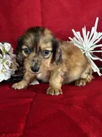 Darcy, a female Miniature Dachshund for sale in Mayslick, KY – 5 of 9